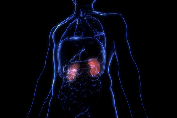 Expert Perspectives in Immunoglobulin A Nephropathy and Complement 3 Glomerulopathy: Complement-Mediated Kidney Diseases to Cover Key Topics in Immunoglobulin A Nephropathy and Complement 3 Glomerulopathy Treatment